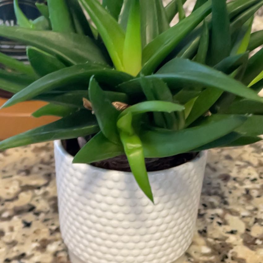 Photo of the plant species Haworthia glauca var. herrei by @ZippyHairbrush named Kesha on Greg, the plant care app