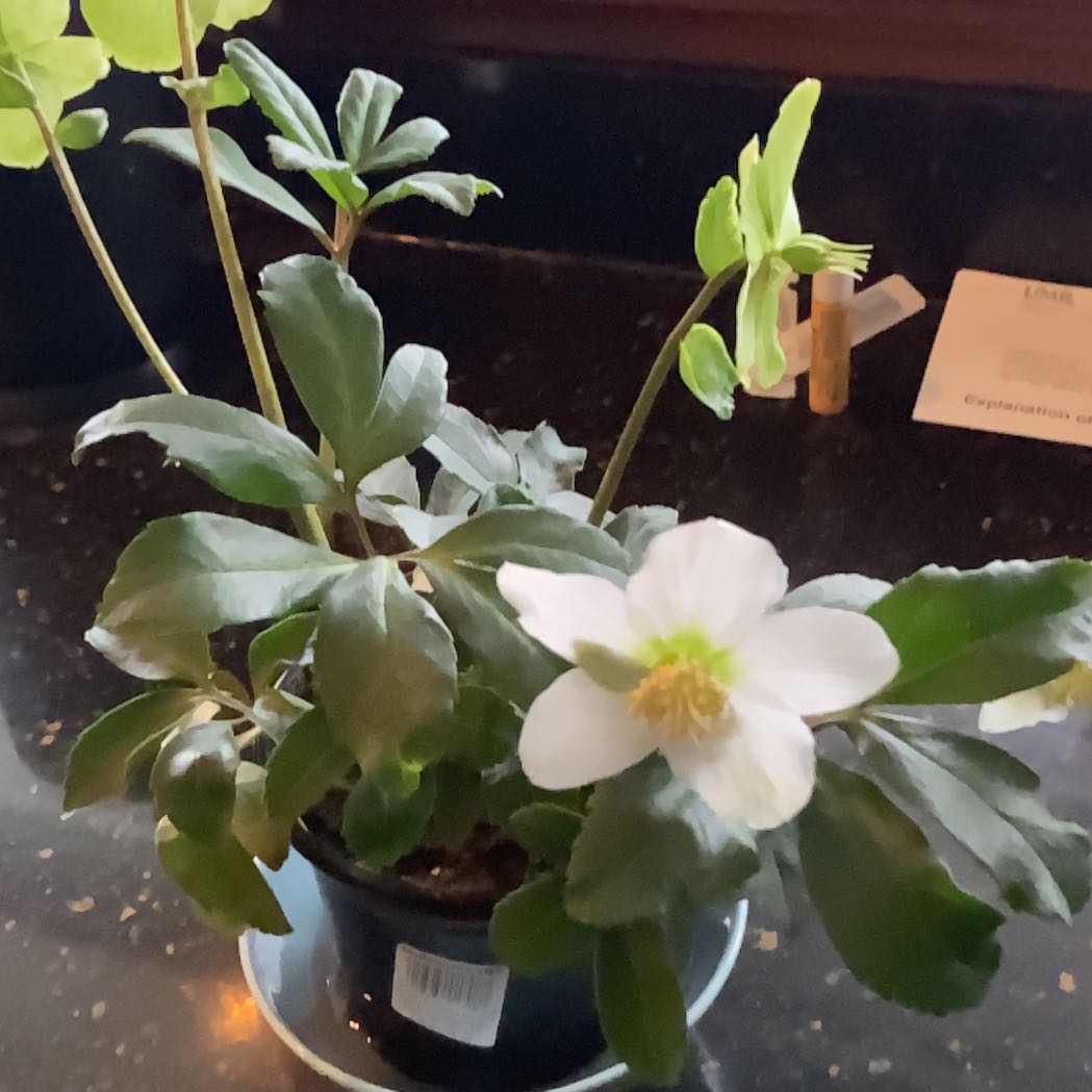 Potted Lenten Rose with dark green leaves and a single white flower.