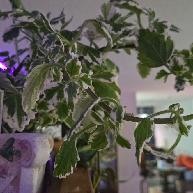 Photo of the plant species Variegated Swedish Ivy by @CrypticPlant named Kesha on Greg, the plant care app