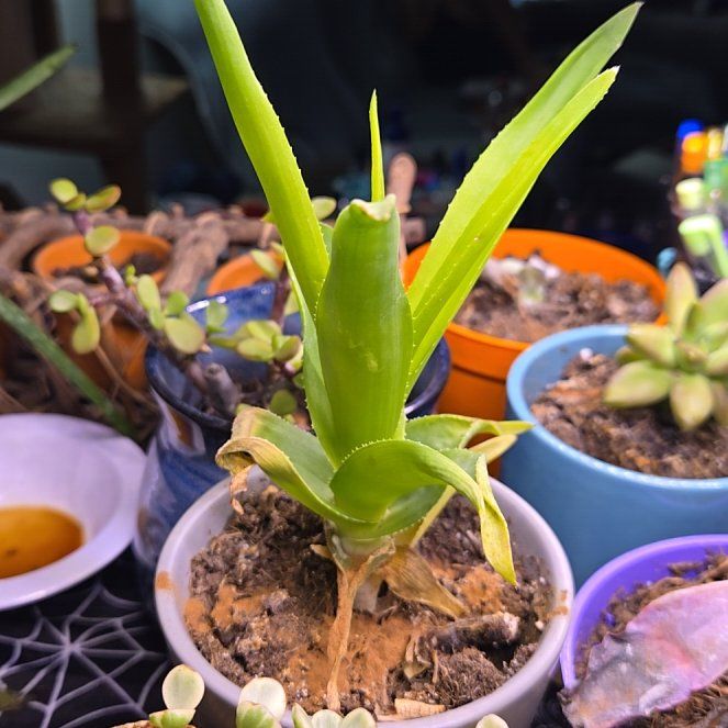 Photo of the plant species Hardy Aloe by @CrypticPlant named LiloStitch on Greg, the plant care app