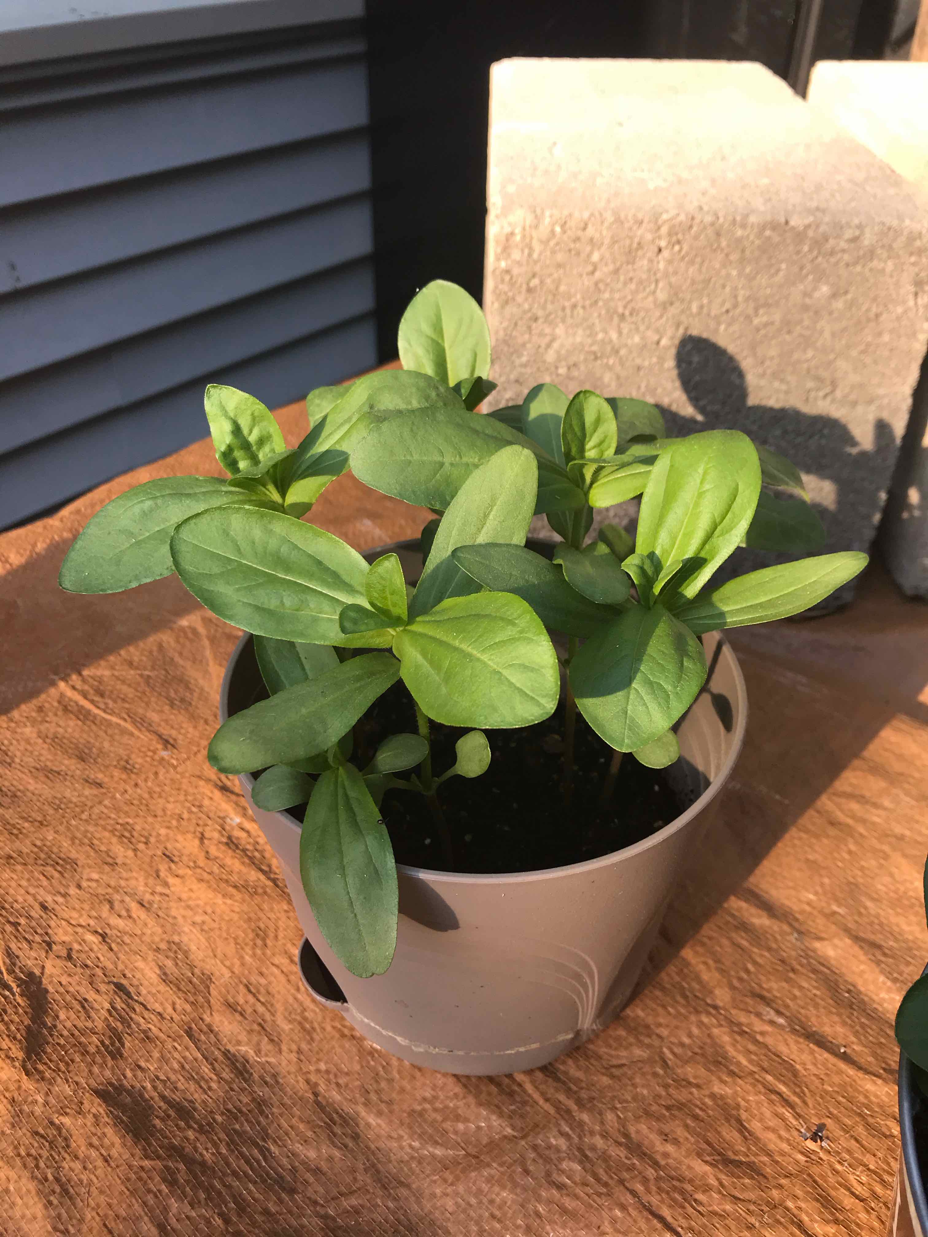 Young Common Zinnia plant in a pot with healthy green leaves.