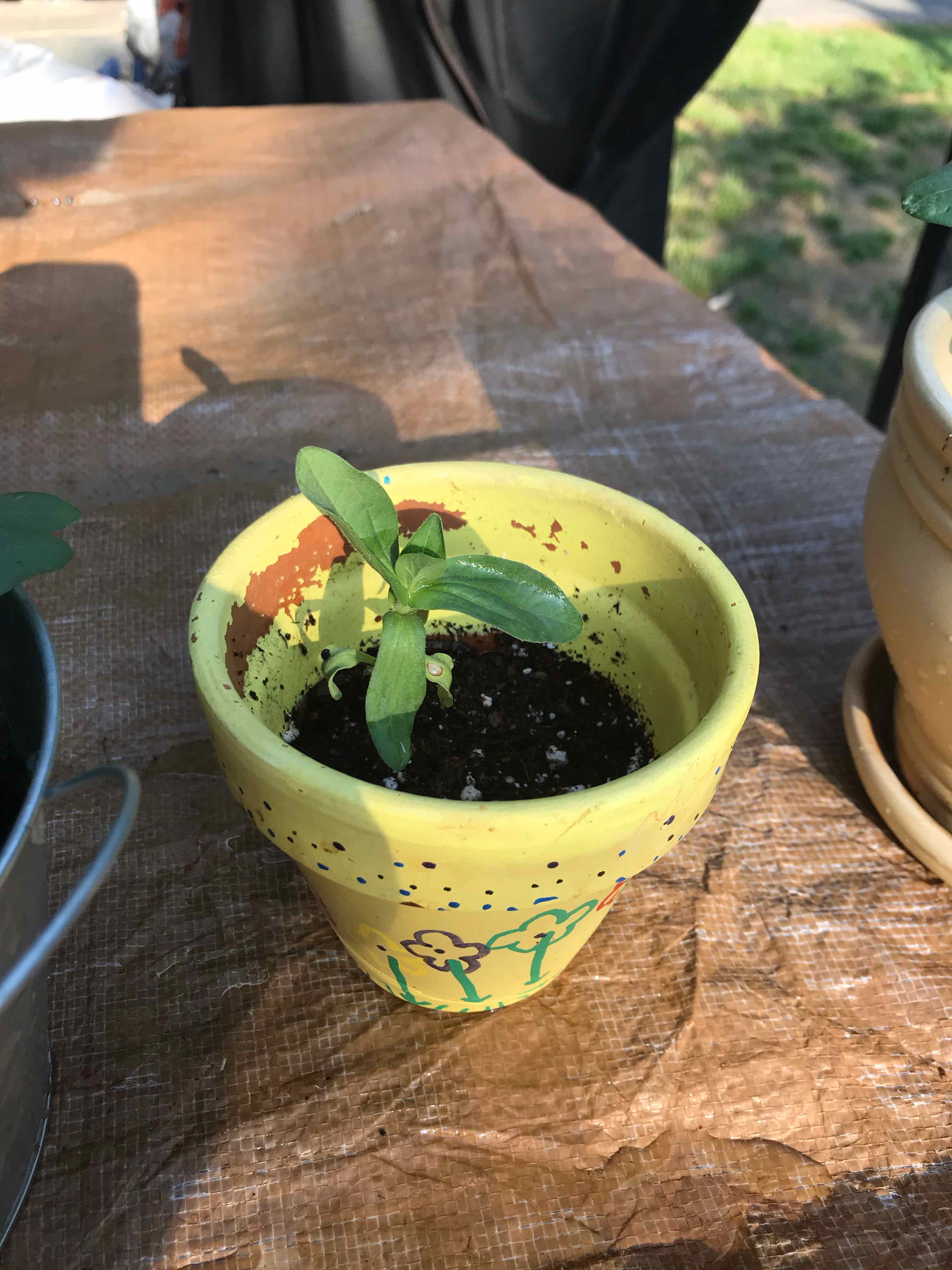 How to Propagate Your Common Zinnia