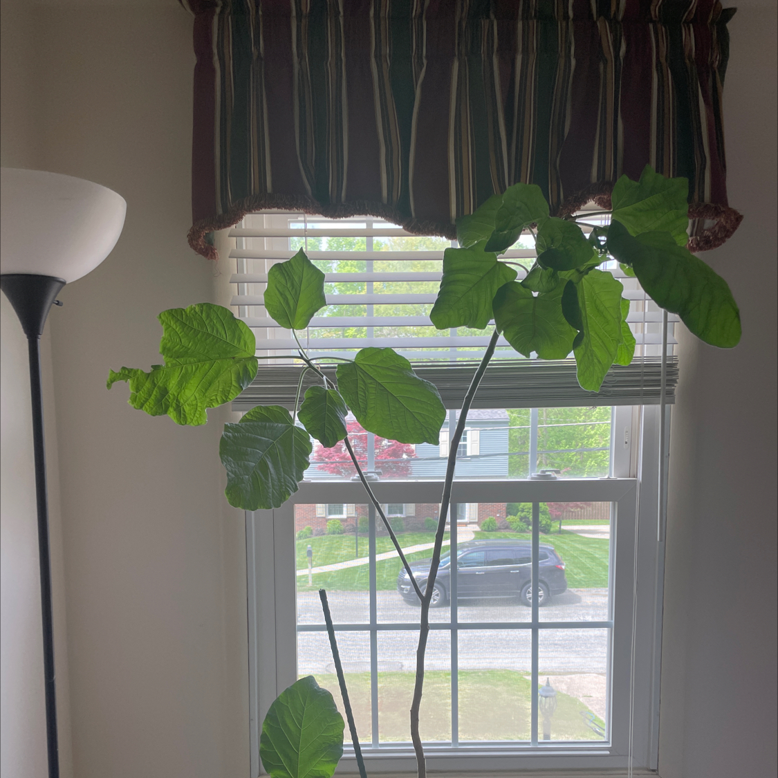Indoor Petiolate Fig plant with large green leaves near a window.