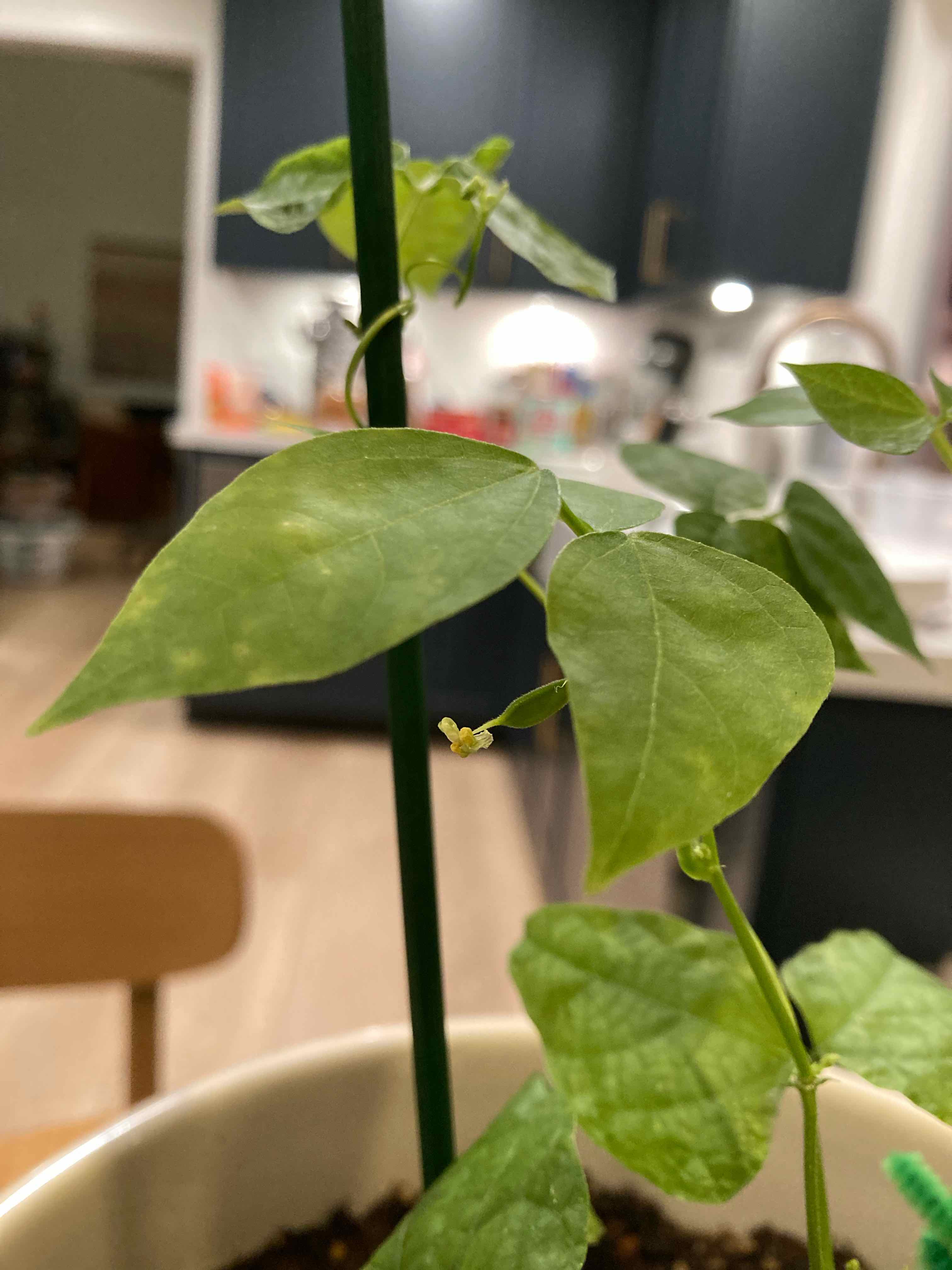 Bean Babies