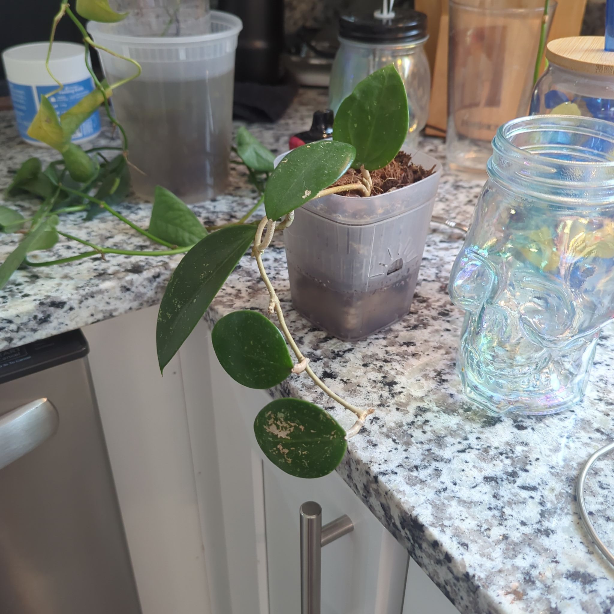 Photo of the plant species Hoya diversifolia by @YokeWavecactus named Hendricks on Greg, the plant care app