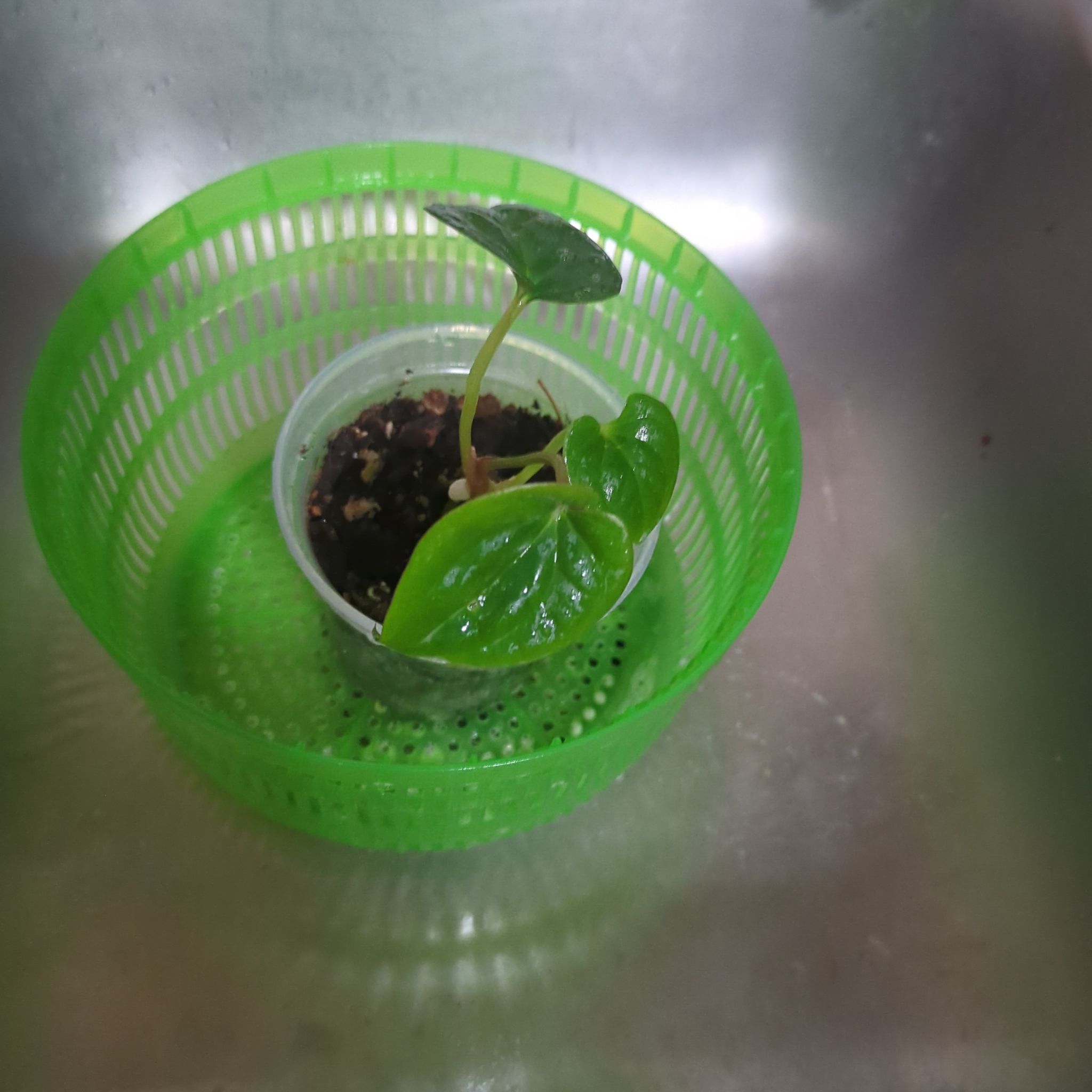 Photo of the plant species Papi x Lux by @YokeWavecactus named LiloStitch on Greg, the plant care app