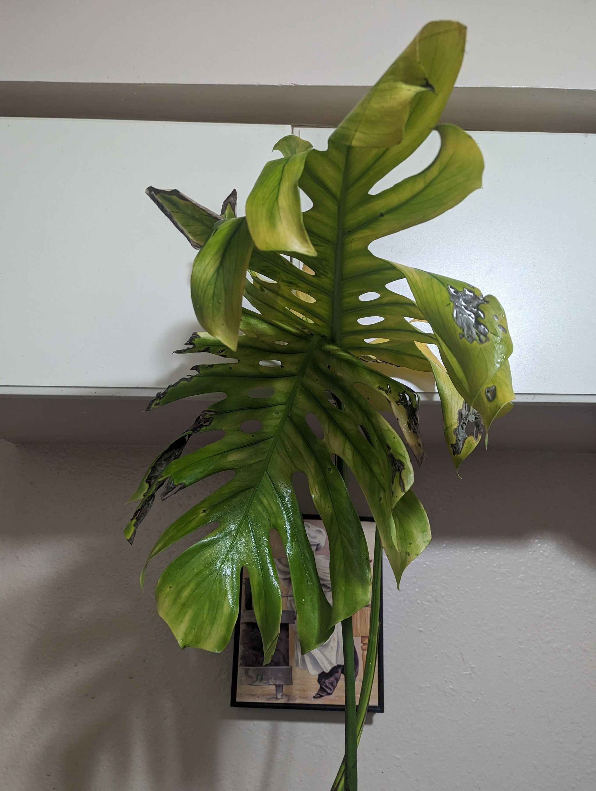 🧀 Why Are My Swiss Cheese Plant Leaves Mushy?