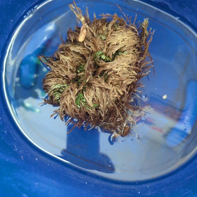 Stanley Selaginella