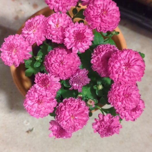 Photo of the plant species Hardy Chrysanthemum by @YokeWavecactus named Heihei on Greg, the plant care app