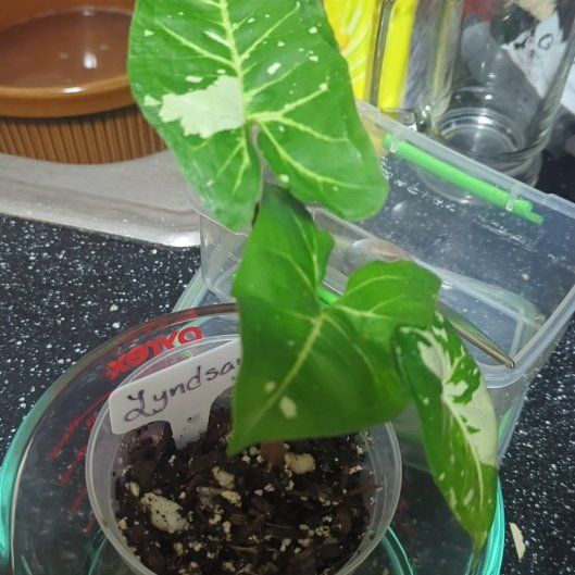 Photo of the plant species Syngonium Panda by @YokeWavecactus named Song on Greg, the plant care app
