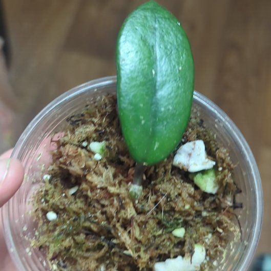 Photo of the plant species Hoya diversifolia by @YokeWavecactus named Hendricks on Greg, the plant care app