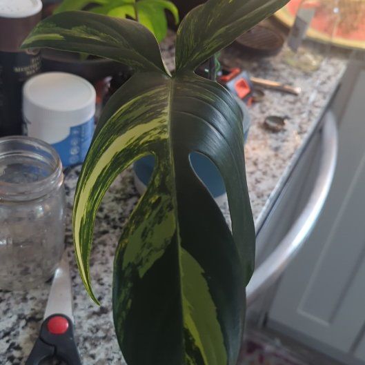 Photo of the plant species Florida Beauty by @YokeWavecactus named Treeyoncé on Greg, the plant care app