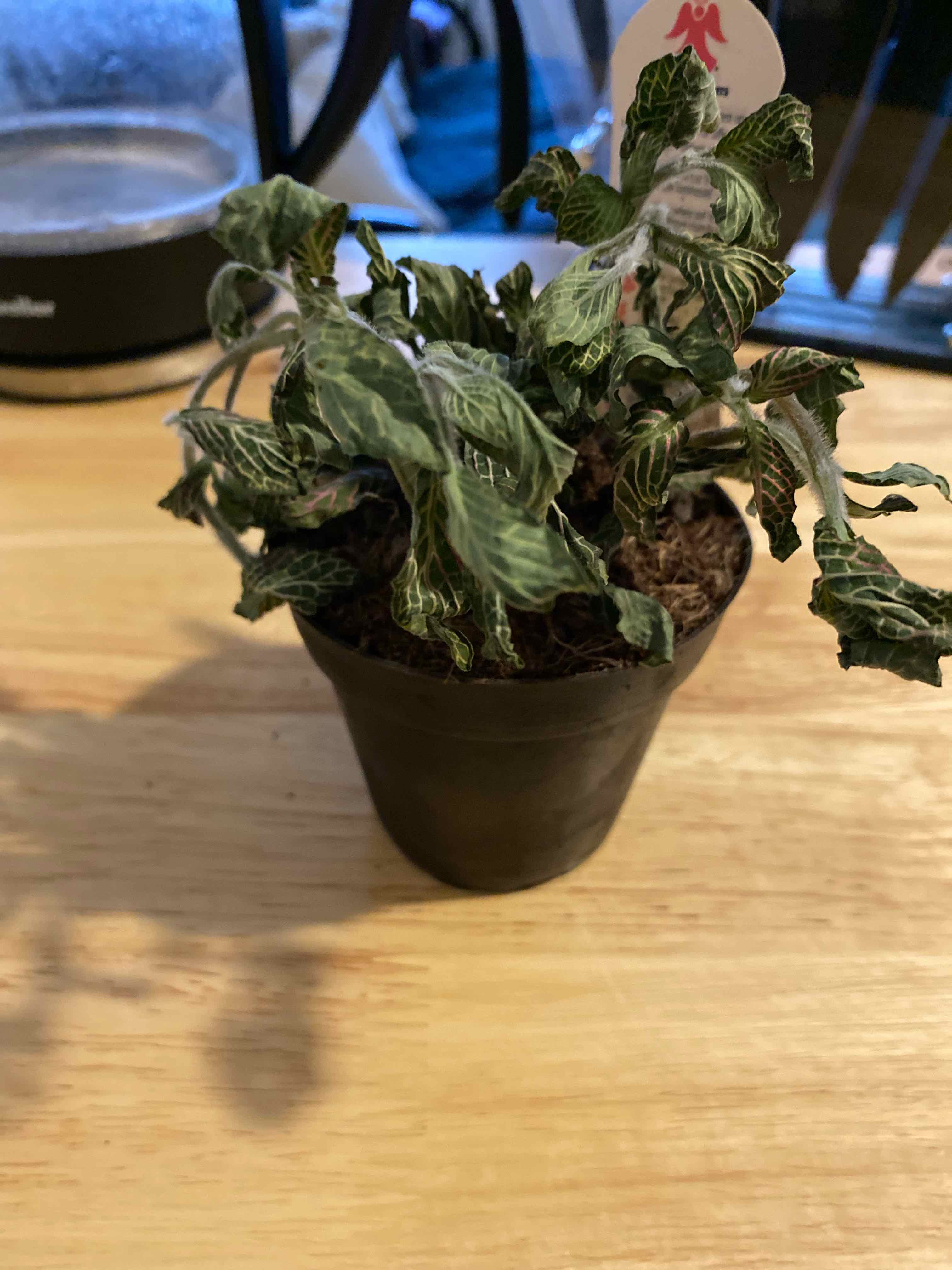Pink Angel Nerve Plant in a black pot with wilted leaves and visible soil.