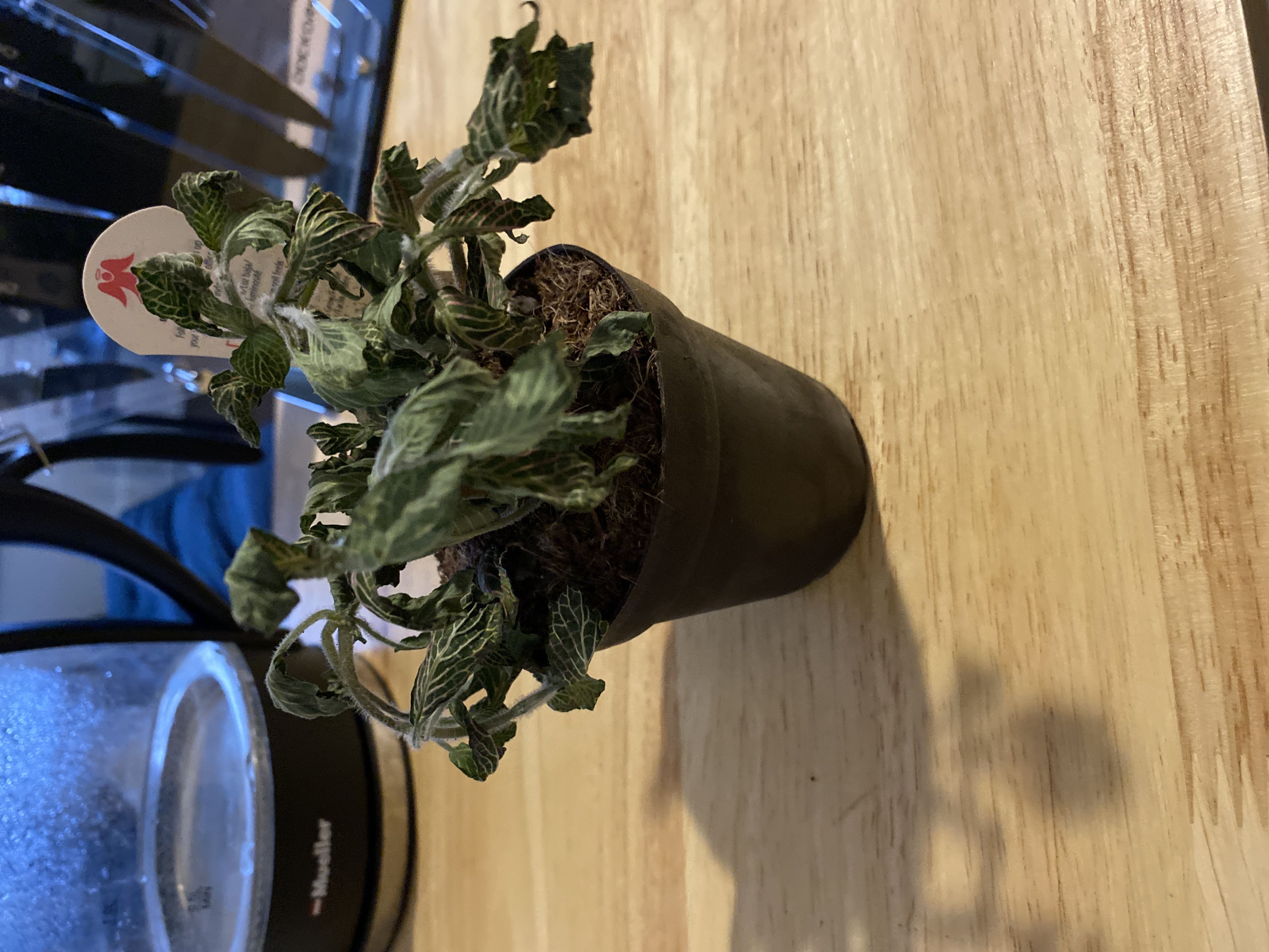Help! Pink angel's sudden decline