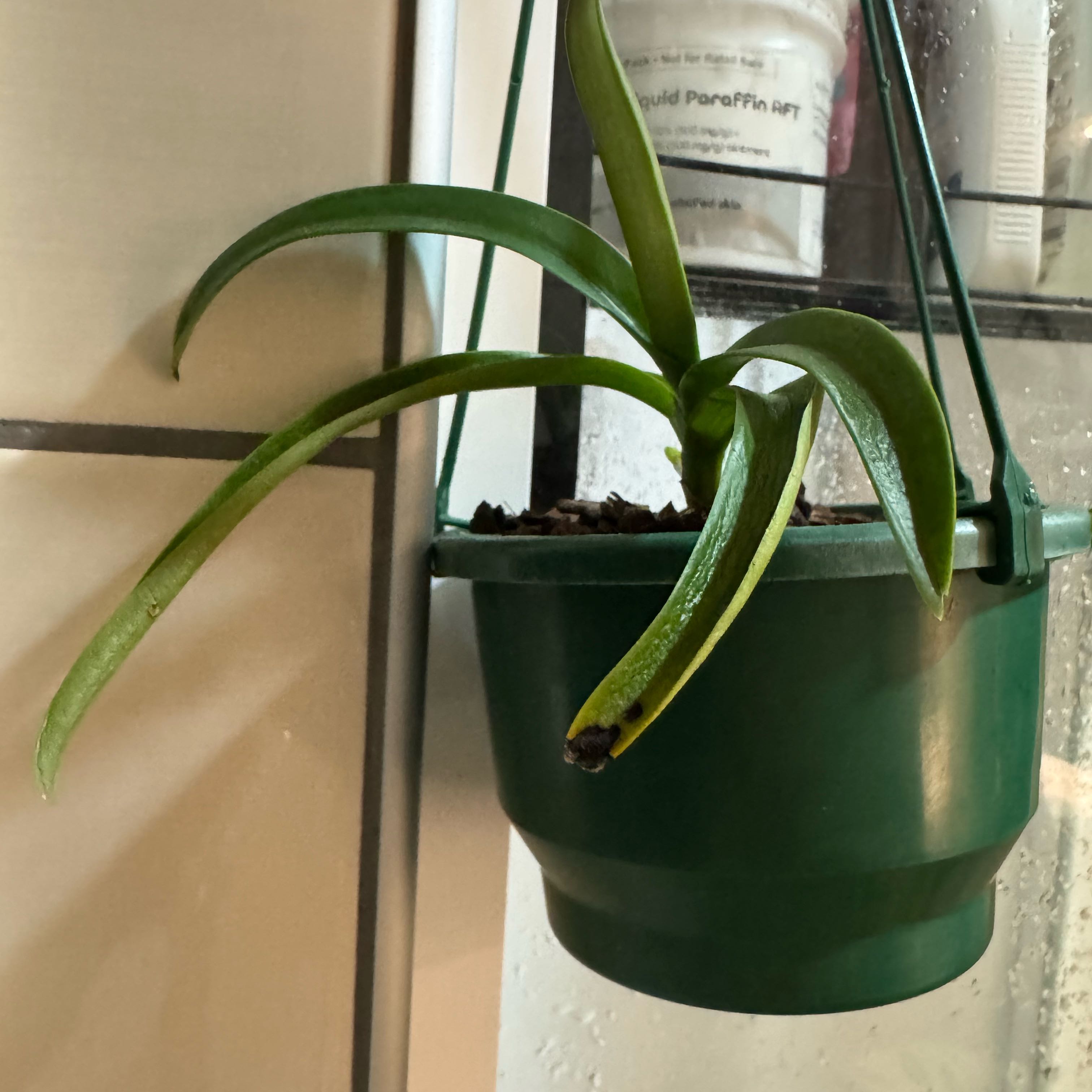 Photo of the plant species Sarcochilus by @Tomno named Lil Sarcc on Greg, the plant care app