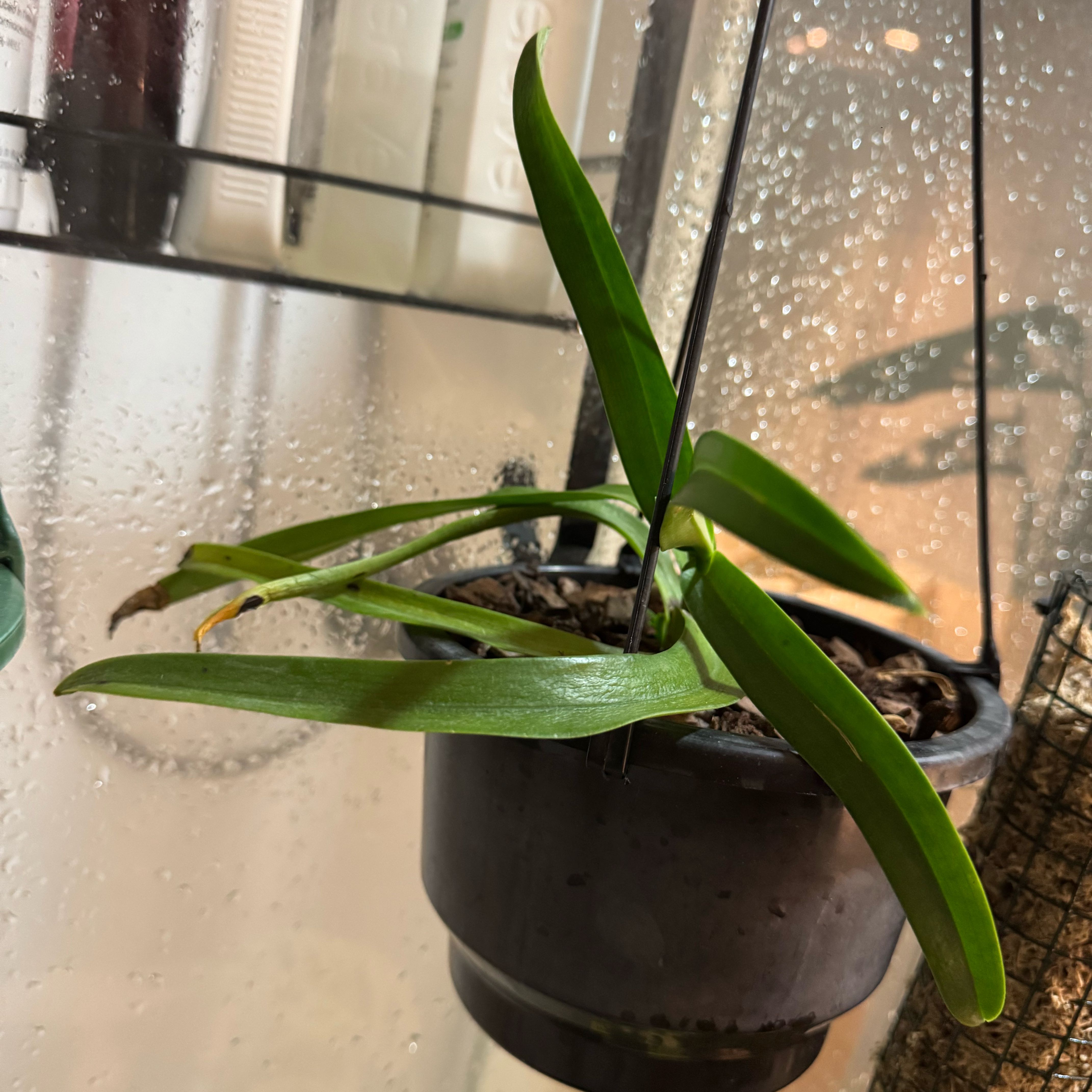 Photo of the plant species Sarcochilus by @Tomno named Big Sarcc on Greg, the plant care app