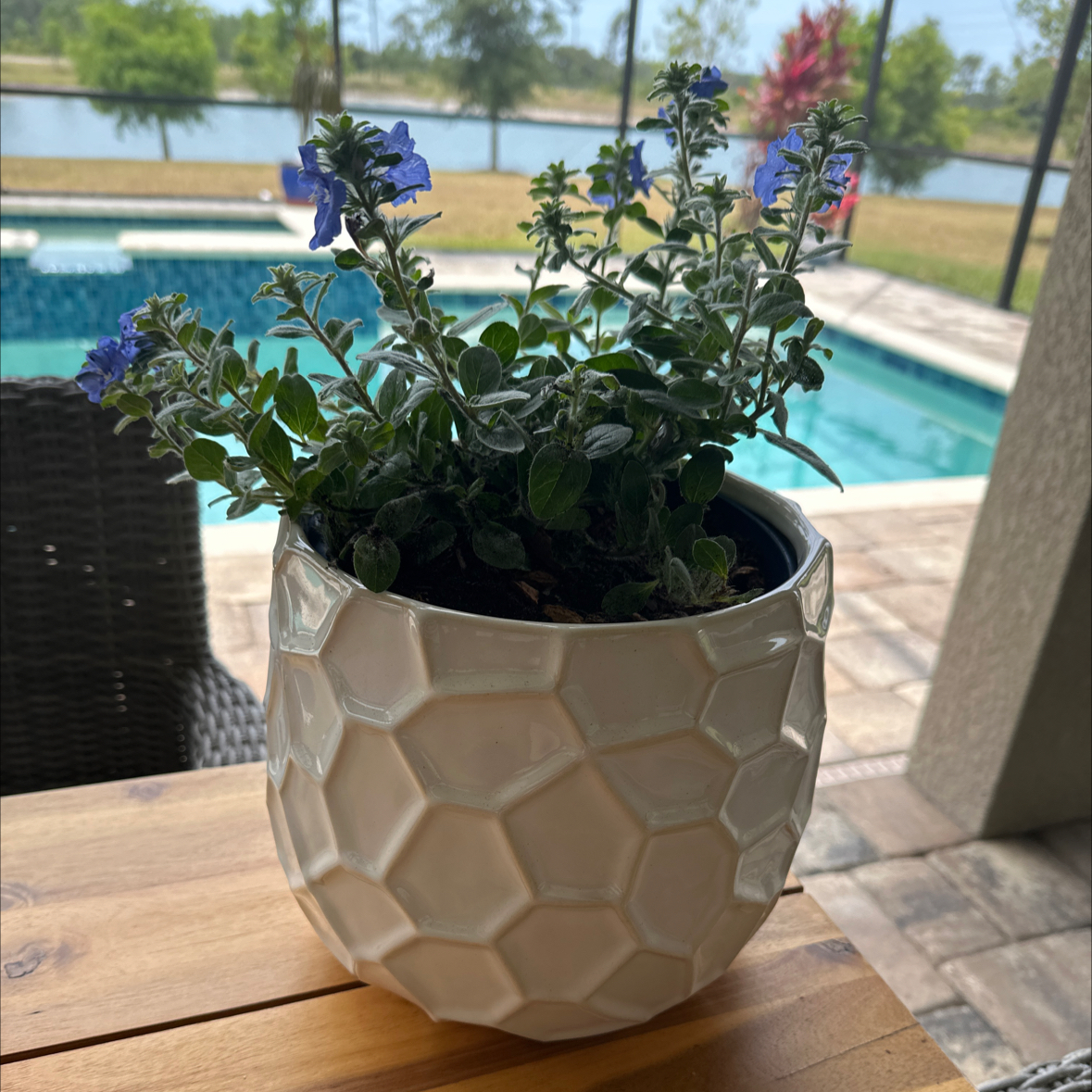 Potted Dwarf Morning-Glory plant with blue flowers by a poolside.