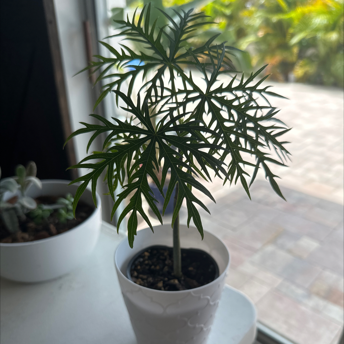 Photo of the plant species Jatropha multifida by @PreferableCosmo named Peter Parker on Greg, the plant care app