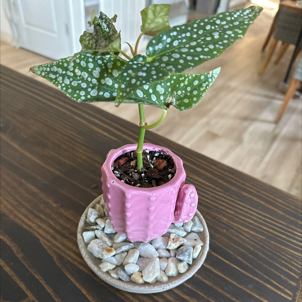 Photo of the plant species Double Dot by @PreferableCosmo named Keanu Leaves on Greg, the plant care app