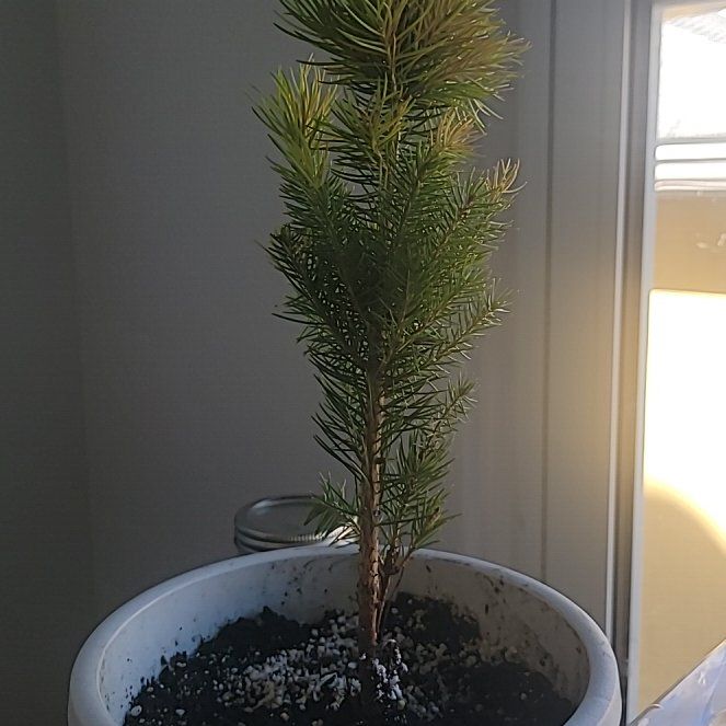 Photo of the plant species Colorado Spruce by @FreshMangeao named Remington on Greg, the plant care app