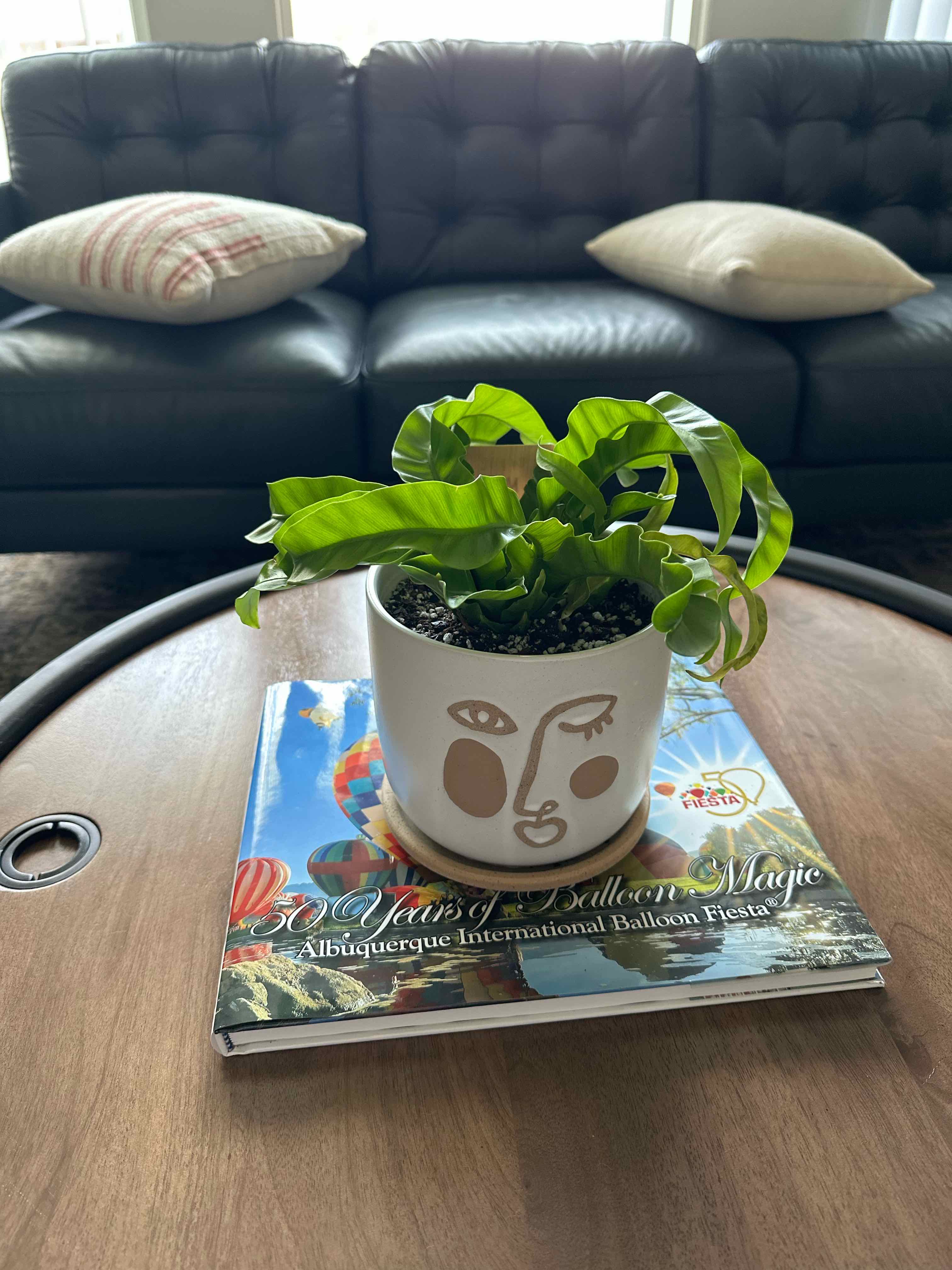 Hurricane Fern in a decorative pot on a book on a wooden table, with vibrant green leaves.