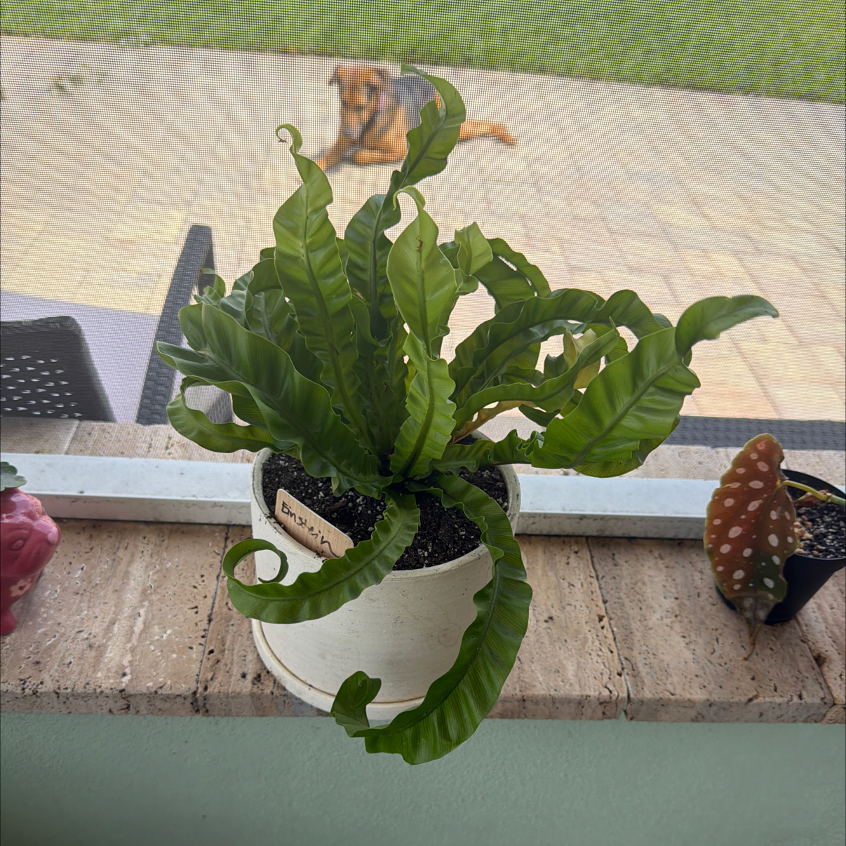 Photo of the plant species Hurricane Fern by @FirstCeratiola named Einstein on Greg, the plant care app