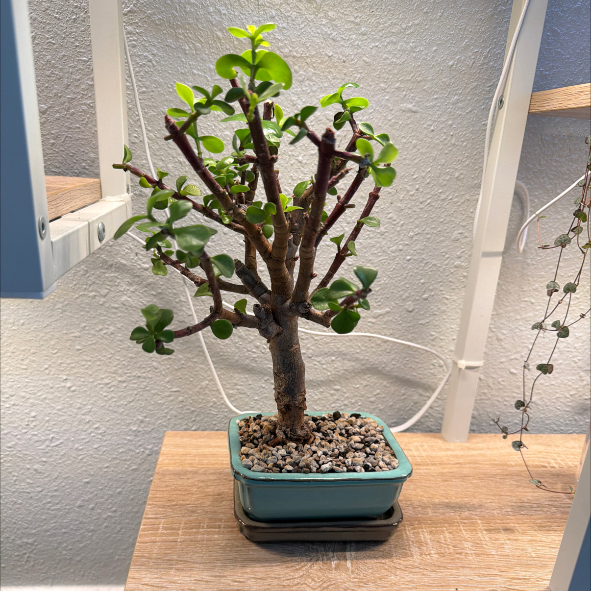 Photo of the plant species Dwarf Jade Plant by @FirstCeratiola named Dopey on Greg, the plant care app