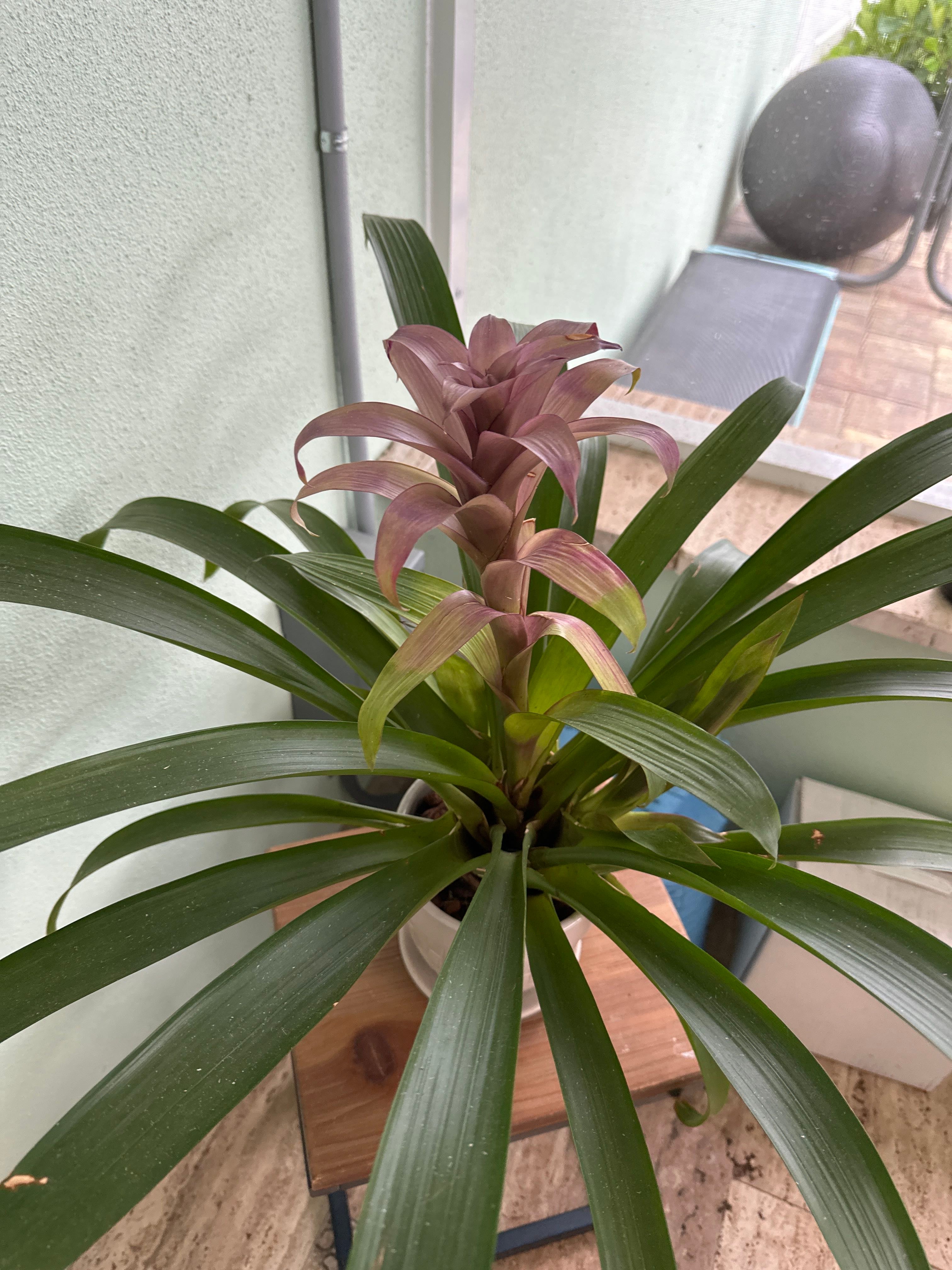 The Complete Orange Star Plant Care Guide Water, Light & Beyond