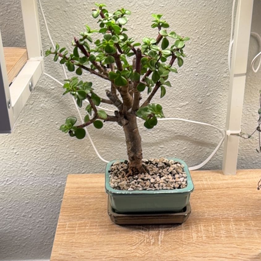 Photo of the plant species Dwarf Jade Plant by @FirstCeratiola named Dopey on Greg, the plant care app