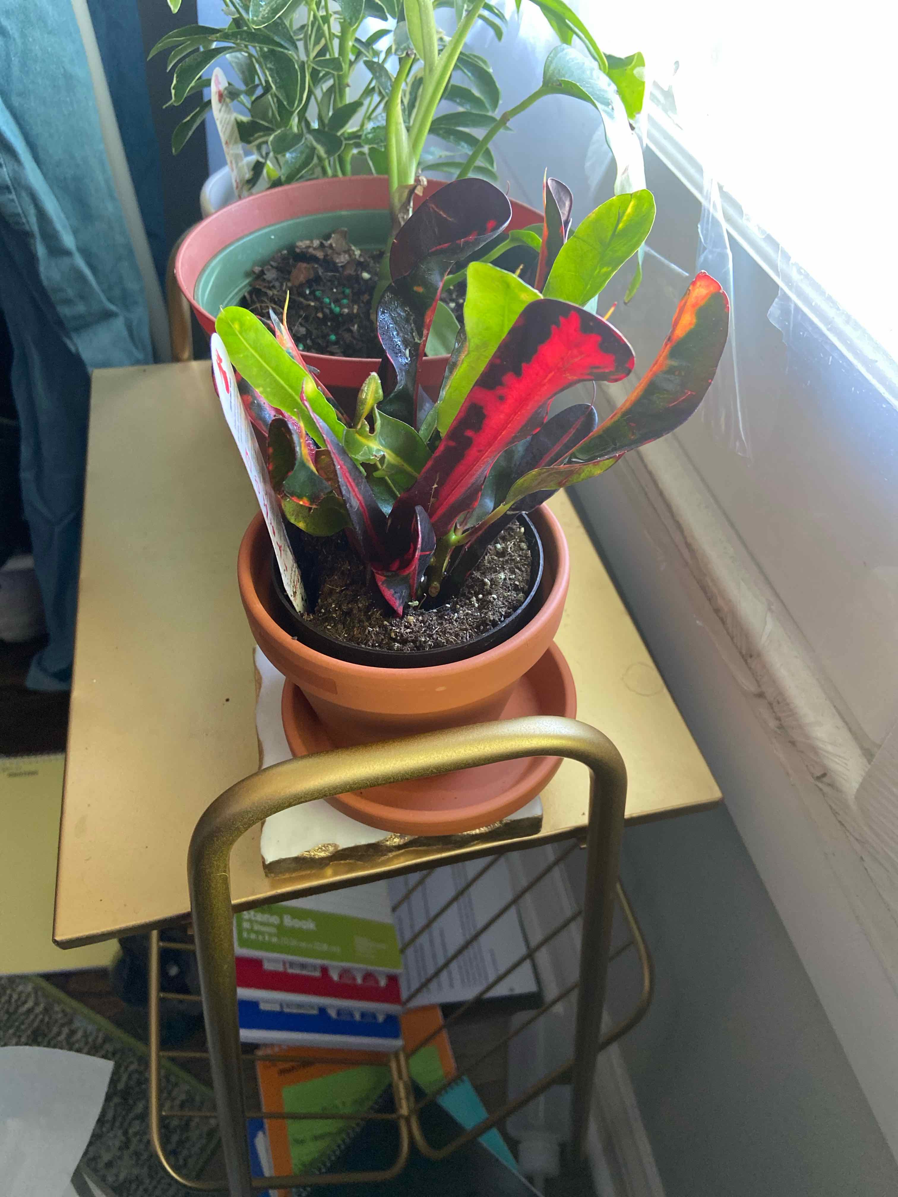 Croton Mammy plant in a pot on a stand with vibrant, multicolored leaves.