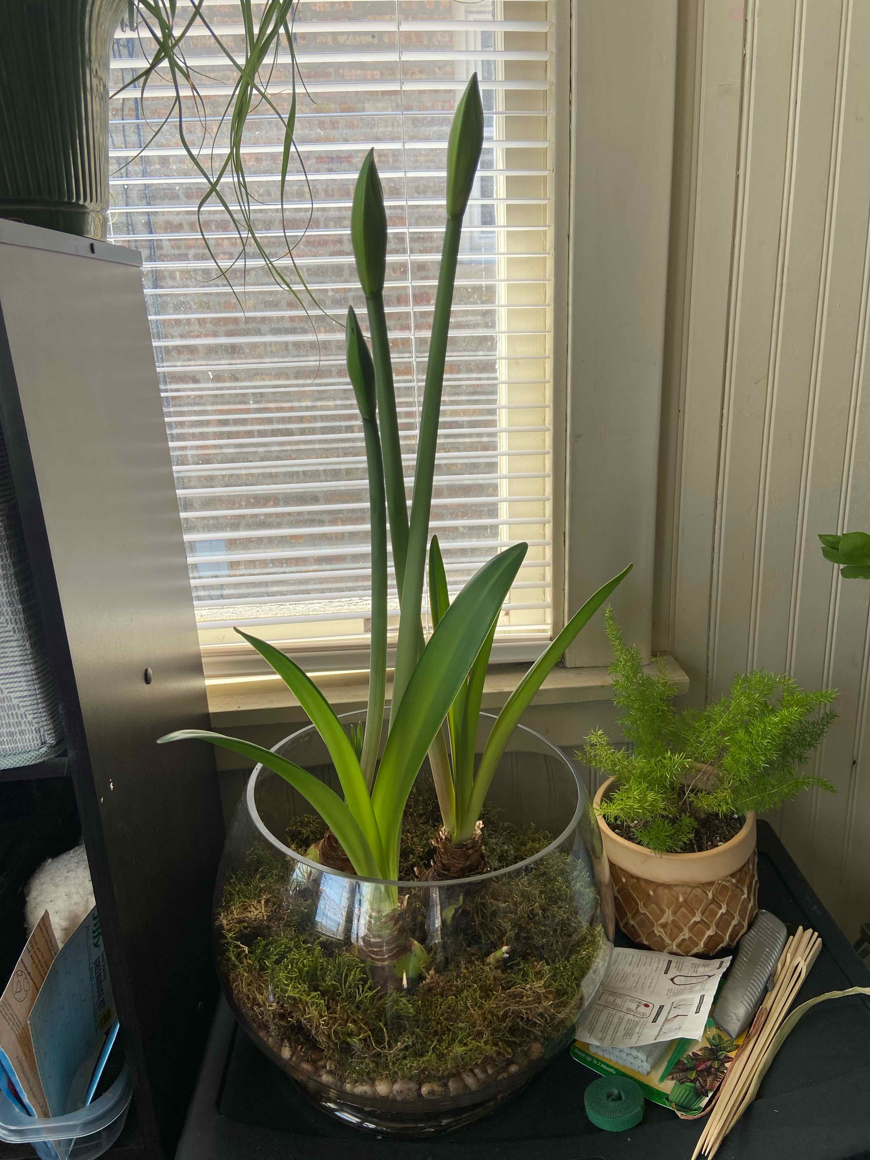 Barbosa Lily in a glass pot with visible soil and moss, appears healthy with buds.