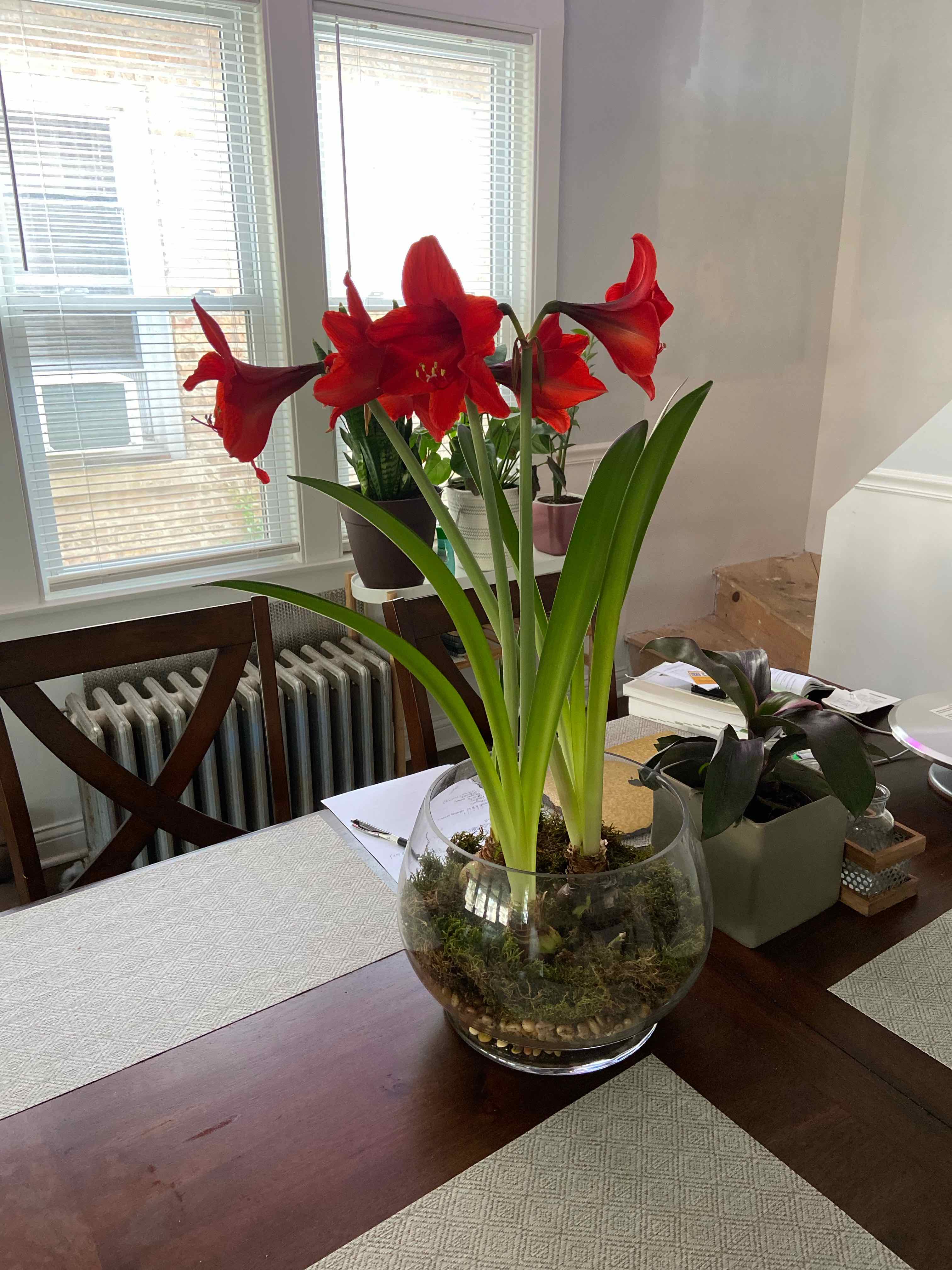 Barbosa Lily in a glass pot with vibrant red flowers and green leaves on a table.