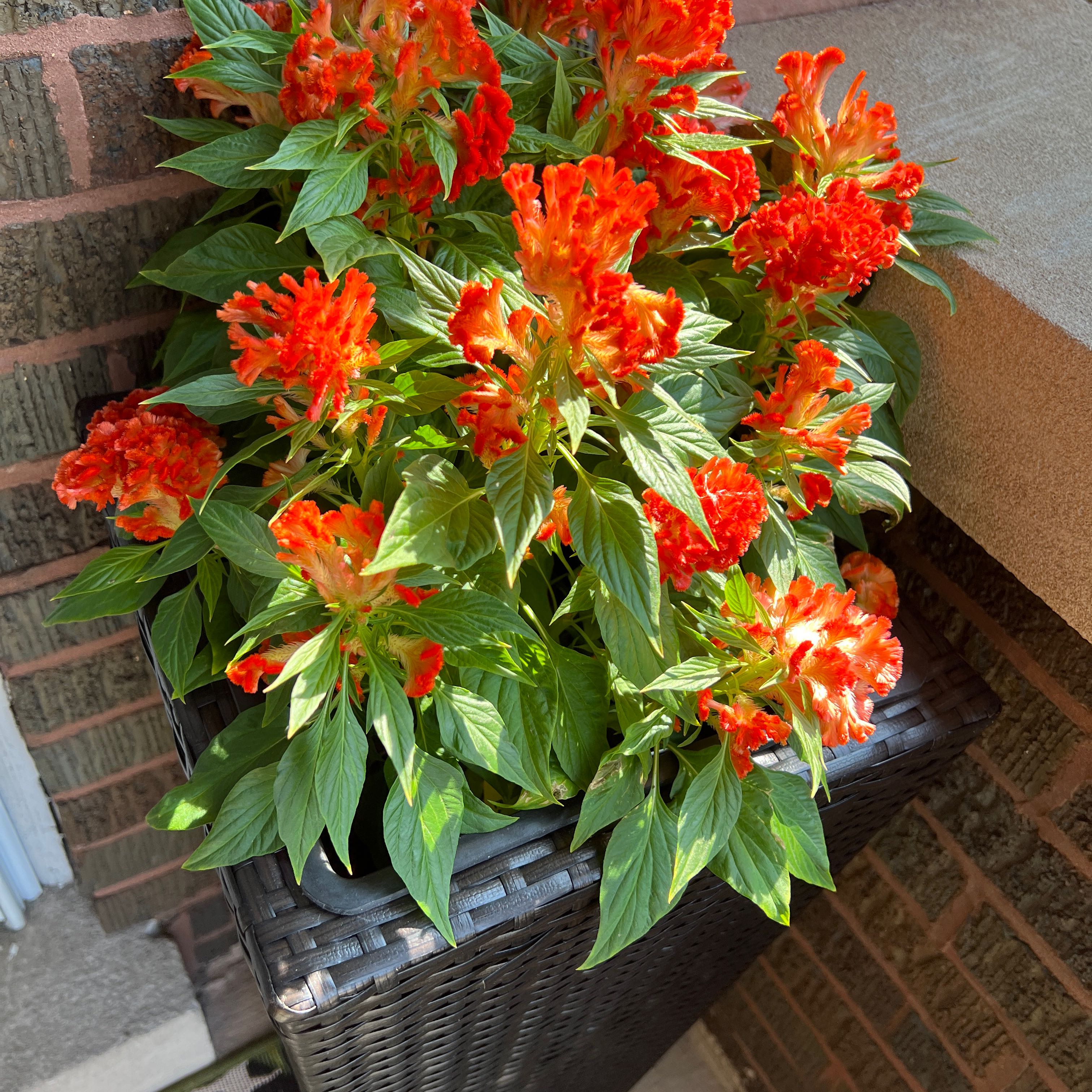 A vibrant potted cockscomb plant with lush green leaves and striking orange-red flowerheads in peak bloom.