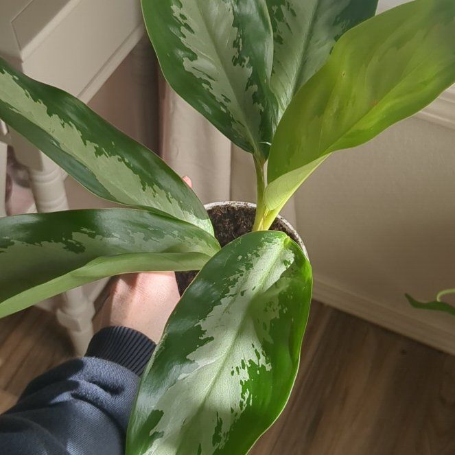 Photo of the plant species Aglaonema 'Silver Moon' by @FamedChayote named Luna on Greg, the plant care app