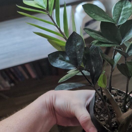 Photo of the plant species Nova Star ZZ Plant by @FamedChayote named Nemo on Greg, the plant care app