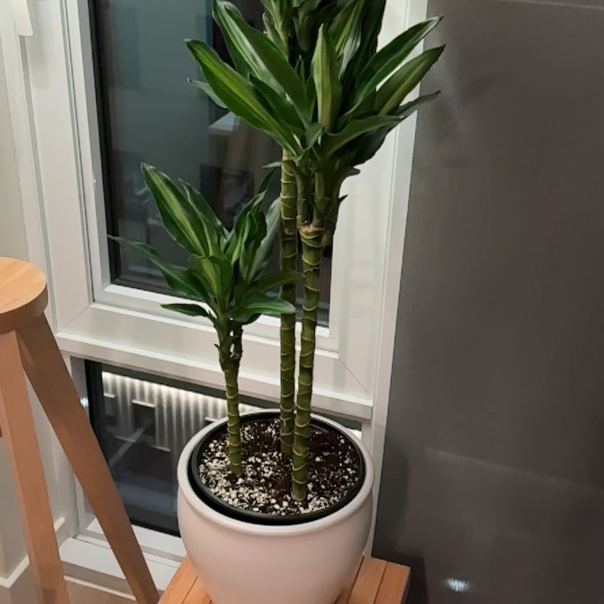 Dracaena Cintho plant in a white pot indoors near a window, appears healthy.