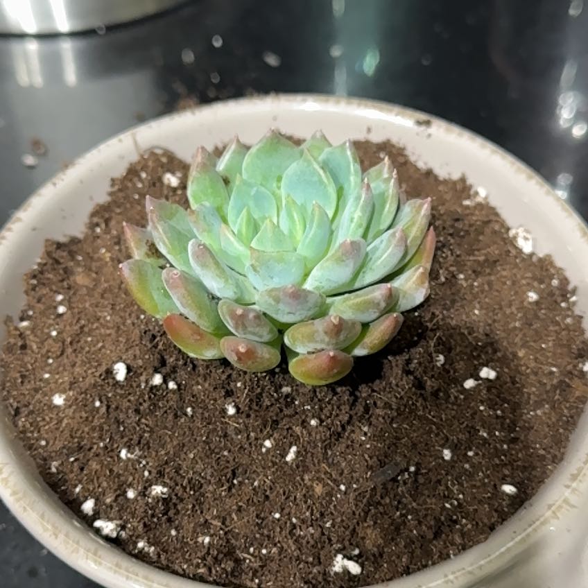 Sedeveria 'Dark Elf' succulent in a pot with visible soil, appears healthy.