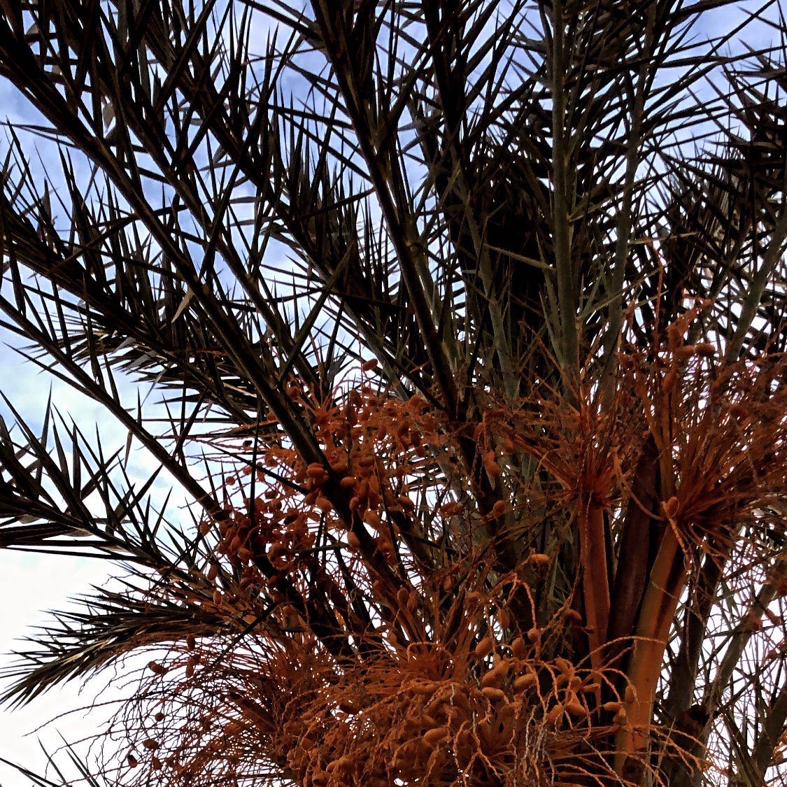 Image of a Date Palm with visible fronds and fruit clusters.