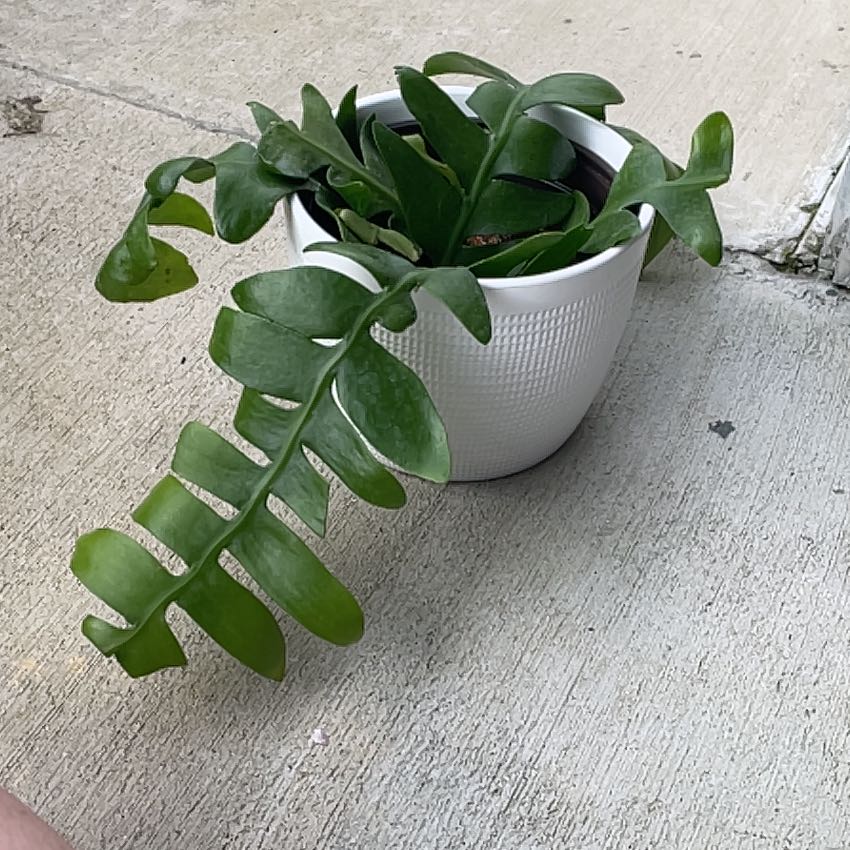 A healthy shark fin cactus in a white pot with thick, green, segmented leaves.
