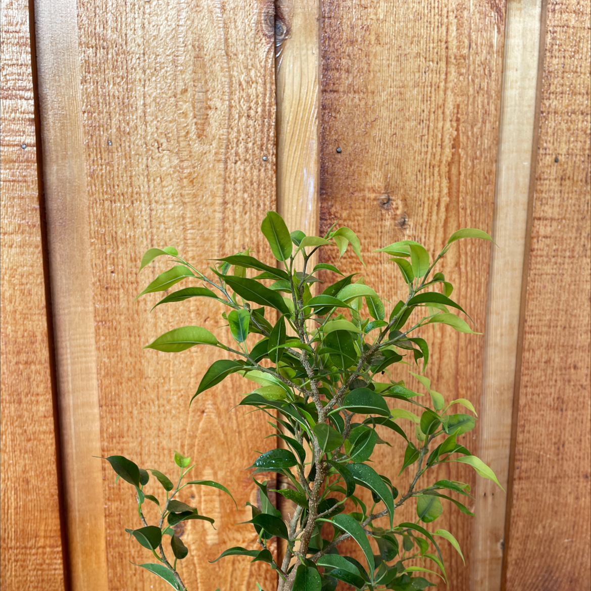 Ficus Bonsai plant against a wooden background, appearing healthy with vibrant green leaves.