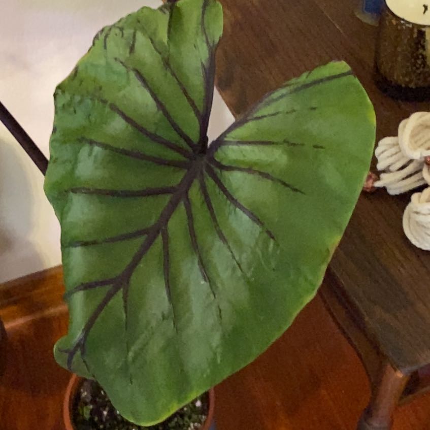Photo of the plant species Pharaoh's Mask Elephant Ear by @HeirLipandra named Tolkien on Greg, the plant care app