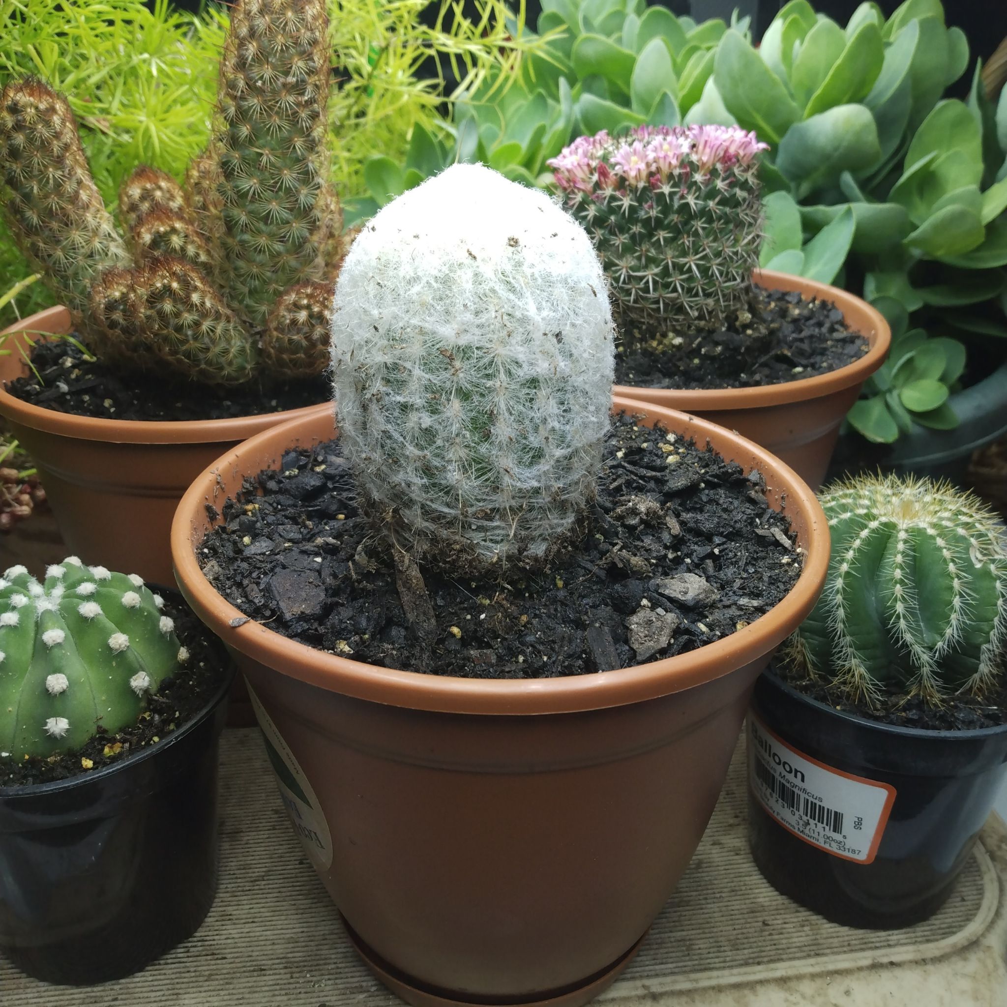 Peruvian Old Lady Cactus in a pot, surrounded by other cacti.