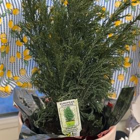 Photo of the plant species European Tree by @BubblyEcheveria named Harry on Greg, the plant care app