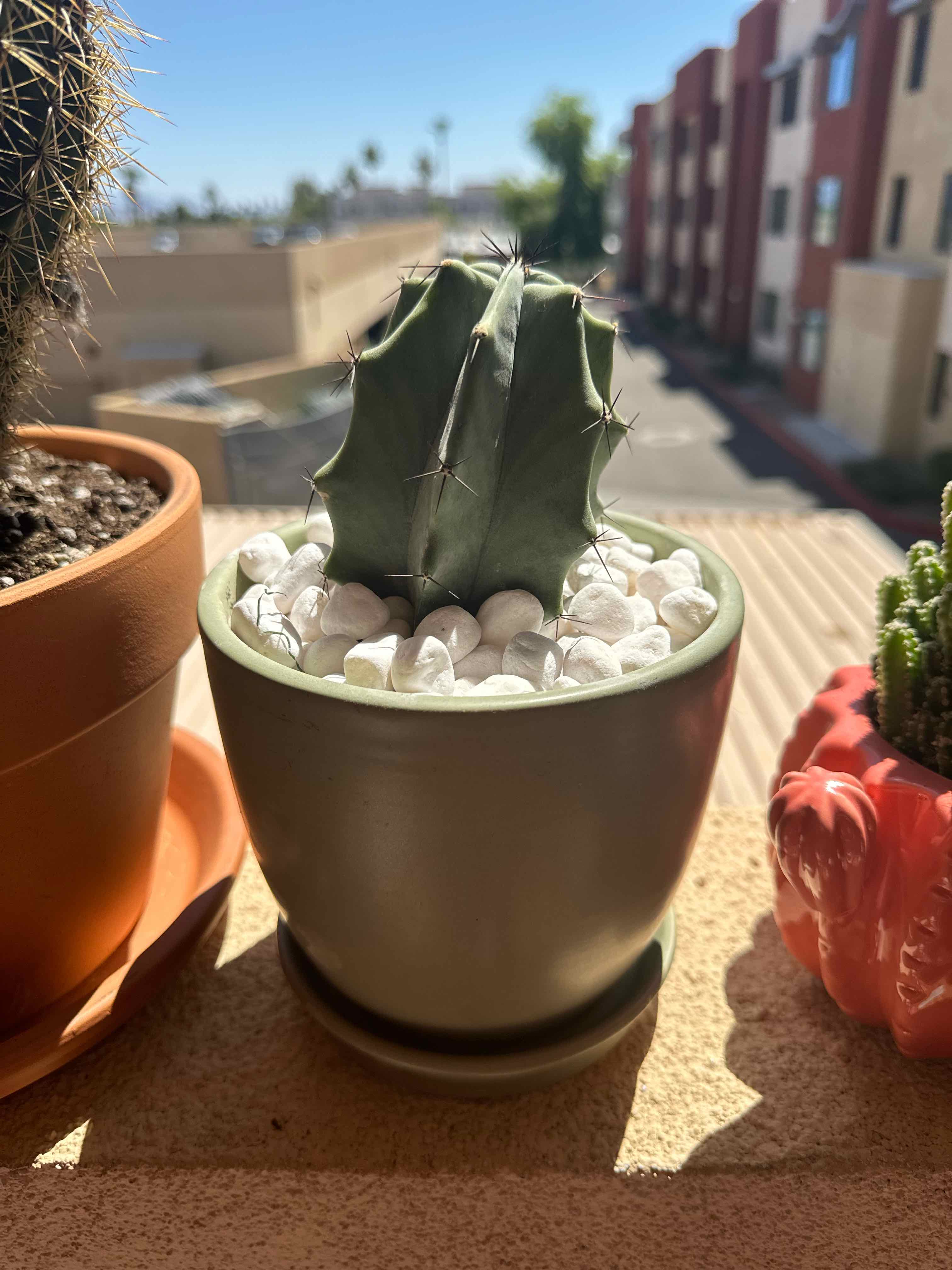 Potted Gray Ghost Organ Pipe cactus outdoors, healthy and well-framed.