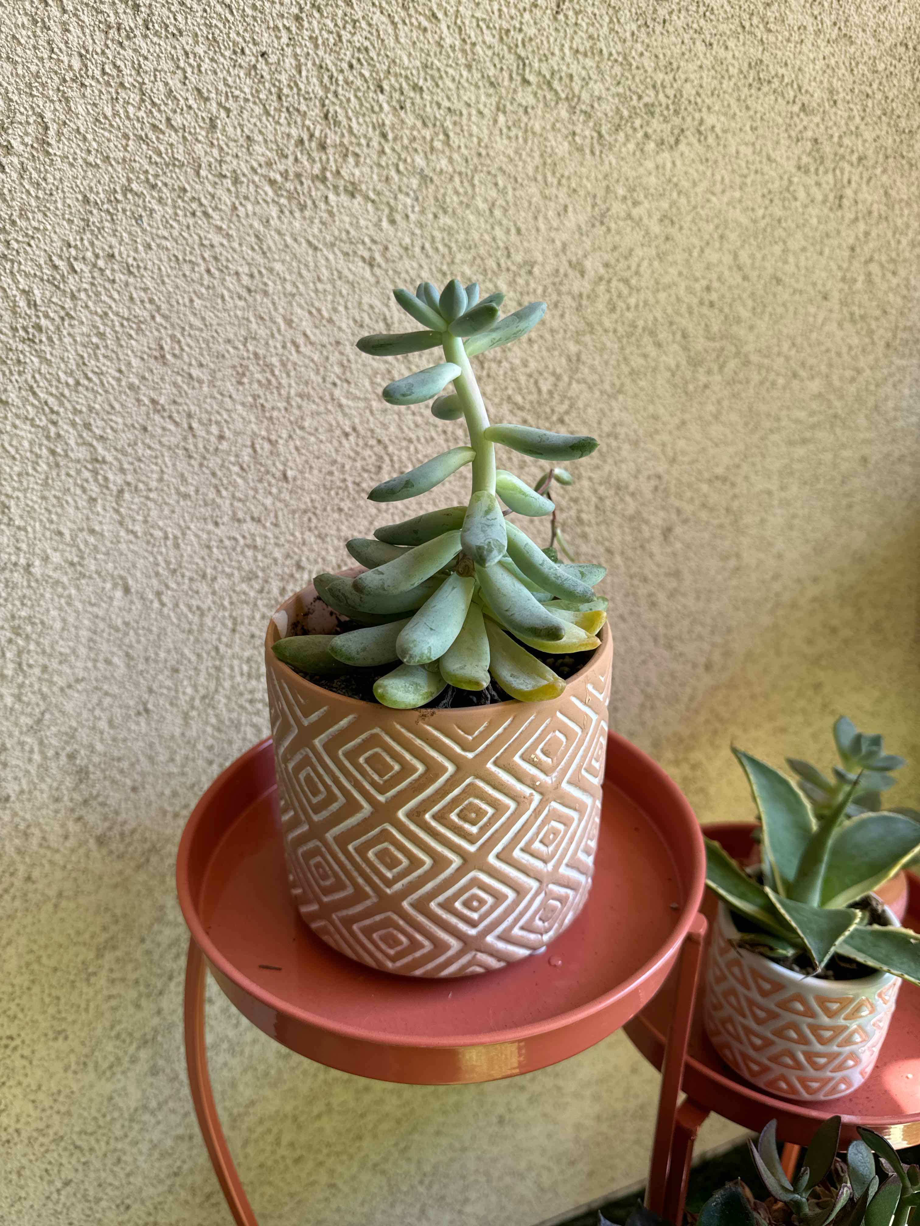 Pachyphytum 'Starburst' succulent in a decorative pot, well-framed and healthy.
