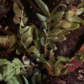 Photo of the plant species Leathery Polypody by @Greenwitchyhome named Surya on Greg, the plant care app