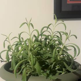 Photo of the plant species Sweet Lavender by @TotalCynomorium named Kylie on Greg, the plant care app