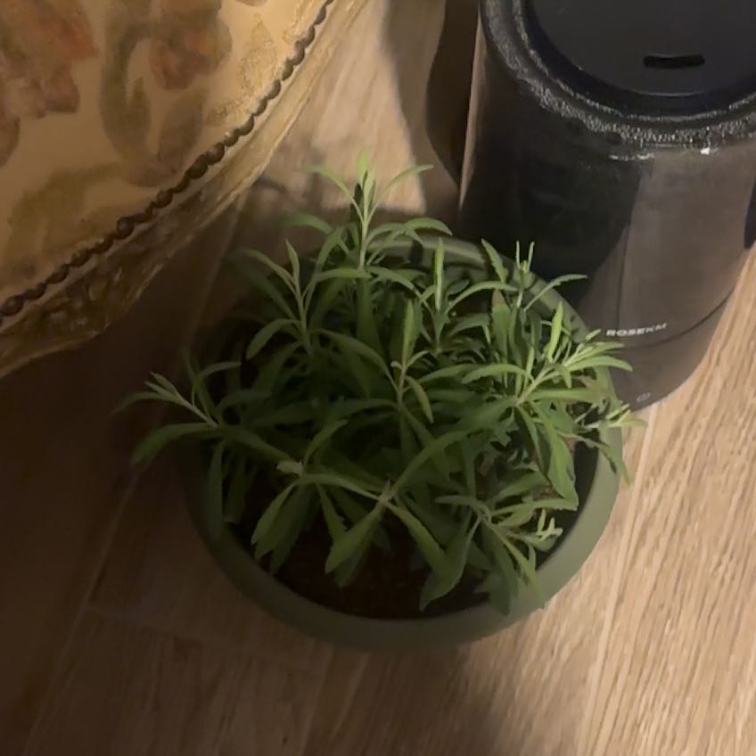 Photo of the plant species Sweet Lavender by @TotalCynomorium named Einstein on Greg, the plant care app