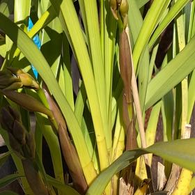 Photo of the plant species Cymbidium Orchid 'Fashion Show' by @TidyGardenia named Lola on Greg, the plant care app