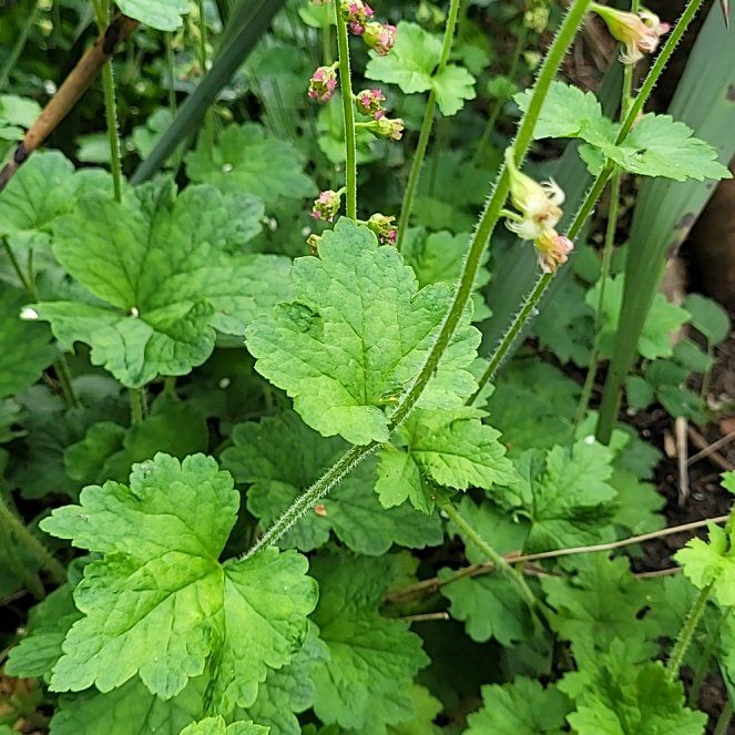 Photo of the plant species Fringe Cup by @TotalWoodvetch named Navajo on Greg, the plant care app